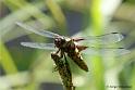 ilde_DSC06203a