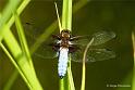 ilde_DSC06583d