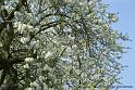 oaa_DSC05307