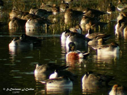 GOca_DSCN8680moptw.jpg - Canards