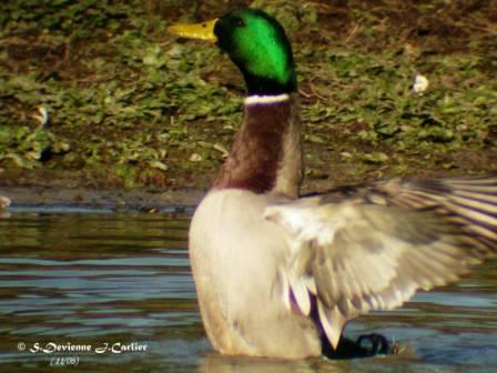 GOcac_DSCN8639moptw.jpg - Canard colvert