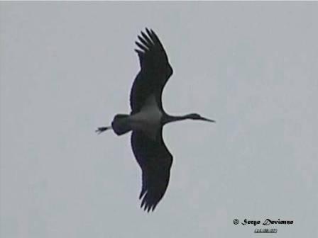 GOcn_DSC00069rdw.jpg - Cigogne noire