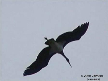 GOcn_DSC00077rdlctw.jpg - Cigogne noire