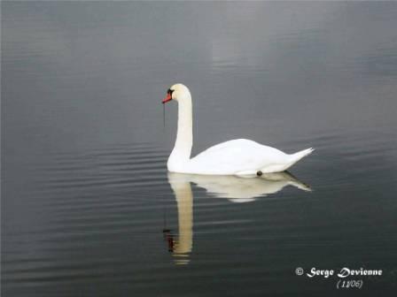 GOcyg_DSCN8781nmoptw.jpg - Cygne tuberculé