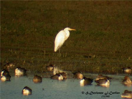 GOgrai_DSCN8710rsw.jpg - Grande Aigrette