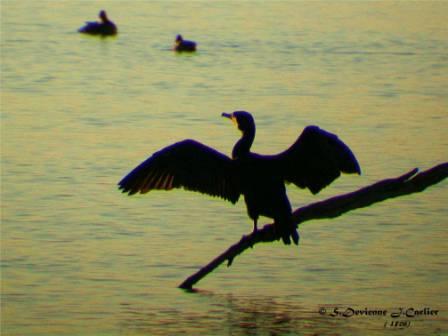 GOgrcor_DSCN8740rsctw.jpg - Grand Cormoran