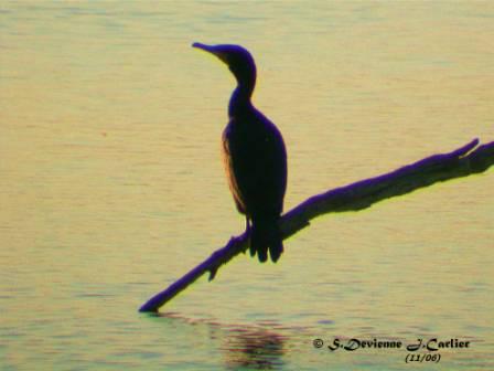 GOgrcor_DSCN8754rstw.jpg - Grand Cormoran