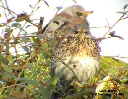 GOgrl_DSCN3426rrw.jpg - Grive litorne
