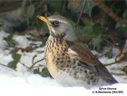GOgrl_DSCN3430rrw.jpg - Grive litorne