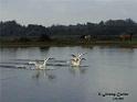 GOcyg_HPIM2570row
