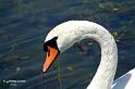 GOcyg_PICT2673rsw