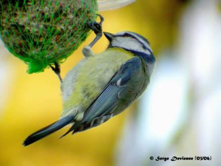GOmeb_DSCN6408rtw.jpg - Mésange bleue