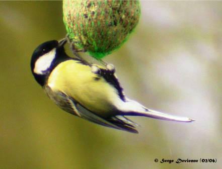GOmec_DSCN6320modtw.jpg - Mésange charbonnière