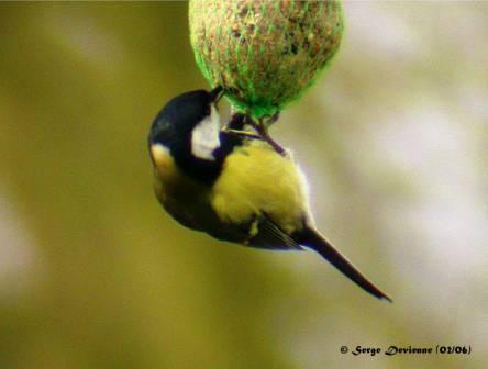 GOmec_DSCN6323modtw.jpg - Mésange charbonnière
