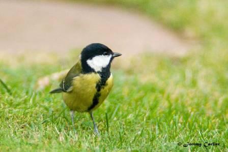 GOmec_NatureMasny-022tx.jpg - Mésange charbonnière