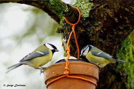 GOmecb_DSC09500dtxcw.jpg - Mésanges charbonnière et bleue