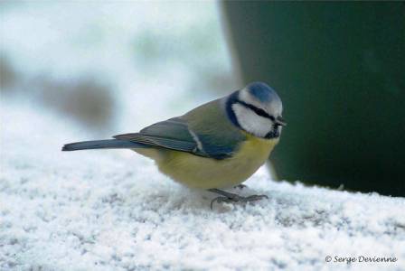 omesb_DSC02809.jpg - Mésange bleue