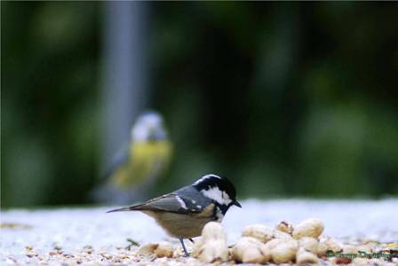 omesn_DSC02402-d.jpg - Mésange noire