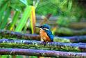 GOmap_DSC08322ddtx