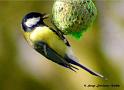 GOmec_DSCN6443adtw
