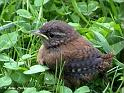 GOmern_DSC00055aw