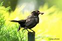 GOmern_DSC05987dtx