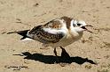 GOmor_photo2715asw