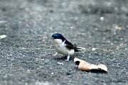 31_DSC01946ra_DxO_DxO_GF