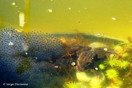 bagb_DSC04713d.jpg - Pontes en amas de Grenouilles rousses (la femelle pond de 1 500 à 4 000 œufs)...