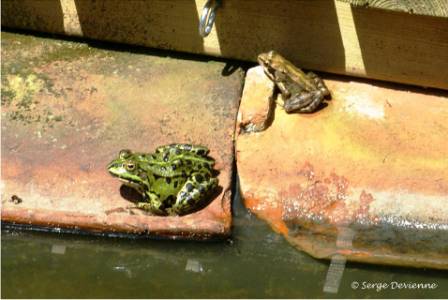 bagm_DSC06143d.jpg - Grenouille rousse et verte