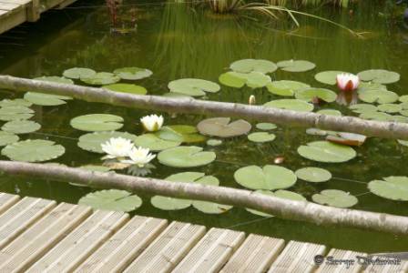 ilaa_DSC06598.JPG - Le nénuphar: véritable roi du bassin