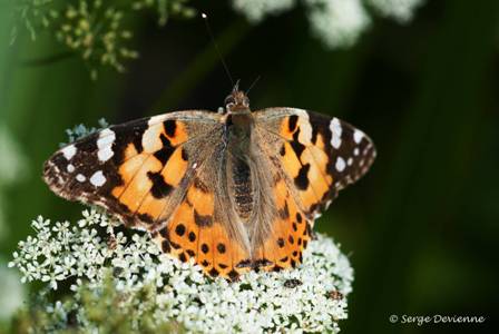 ipbd_DSC06658a.jpg - Belle dame ou Vanesse des chardons