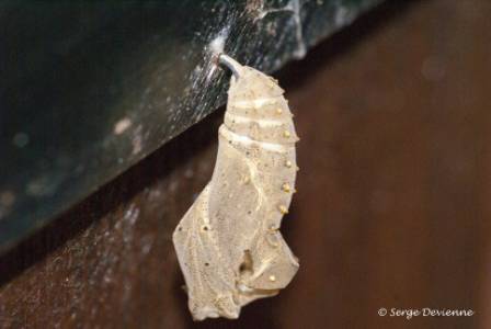 ipbd_DSC08382ps.jpg - Une chrysalide de Vanesse du chardon.