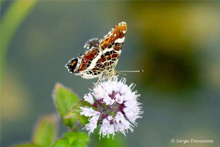 ipcg_DSC07551r.jpg - Papillon Carte géographique.