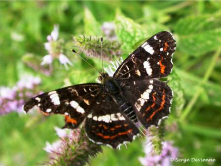 ipcg_DSCN1489md.jpg - Papillon Carte géographique (seconde génération)