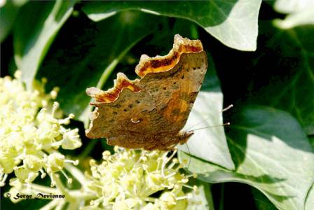 iprd_DSC07612dtx.jpg - Papillon Robert le Diable