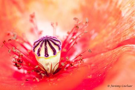 izzd_jeremy005.jpg - Coeur de fleur de coquelicot