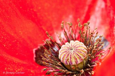 izzd_jeremy006.jpg - Coeur de fleur de coquelicot