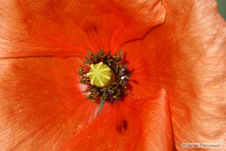 yfl_DSC06339.JPG - Coquelicot