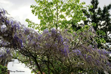 yflgl_DSC05509.JPG - glycine