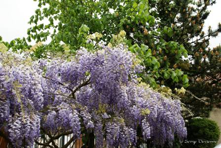 yflgl_DSC05702.JPG - glycine