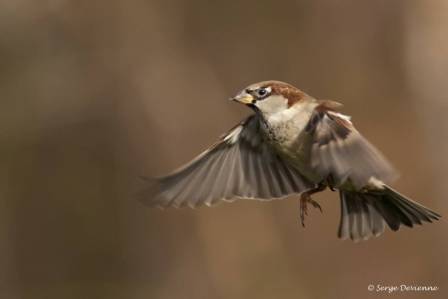 omd_DSC09511.jpg - Moineau domestique