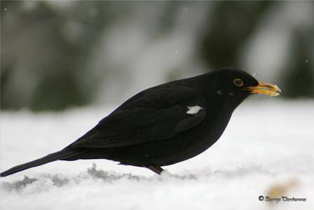 omern_DSC04112d.jpg - Merle noir