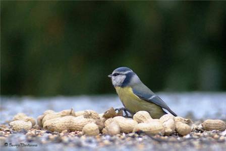 omesb_DSC02662-d.jpg - Mésange bleue