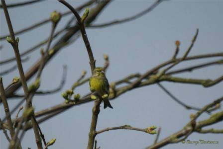 psc_DSC04822d.jpg - Serin cini
