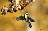 85DSC09172_1d