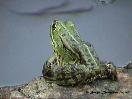 DSC00011nw.jpg - Grenouille verte