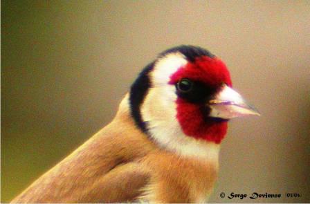 DSCN6495admow.jpg - Chardonneret élégant