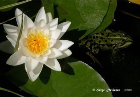 DSCN7670rdw.jpg - Nymphéa et grenouille verte dans le bassin