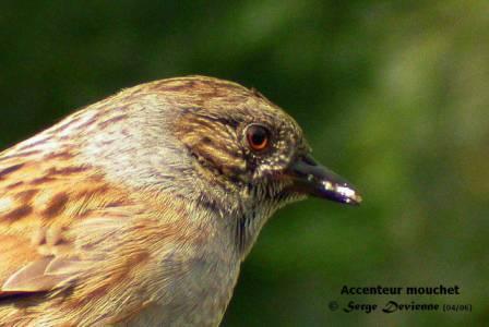 DSCNam6765rrdtw.jpg - Accenteur mouchet